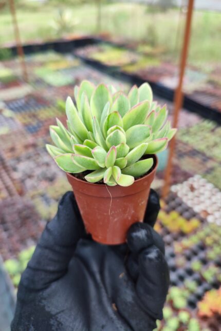 Crassula Swaziensis Variegata