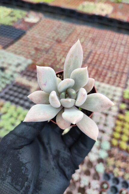 Pachyveria corvus