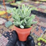 Crassula Mesembryanthemoides