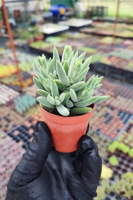 Crassula Mesembryanthemoides