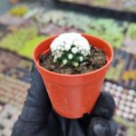 Mammillaria Gracilis cv. Oruga