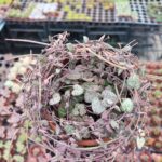 Ceropegia Woodii (Kalp Kalbe Karşı Çiçeği)