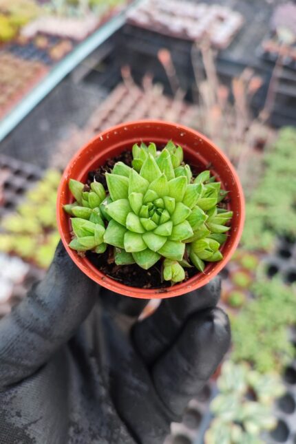 Haworthia marumiana var. batesiana