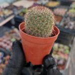 Mammillaria hahniana