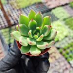 Echeveria Agavoides Aquamarine