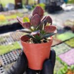 Crassula Ovata Hummel Sunset-Para Ağacı