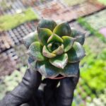 Echeveria Purpusorum
