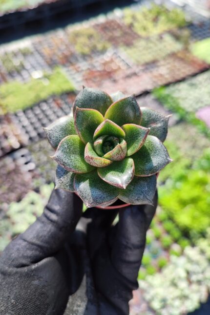 Echeveria Purpusorum