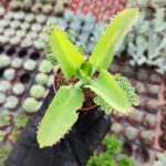 Kalanchoe Laetivirens