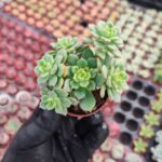 Echeveria victor Sukulent