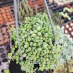 Senecio Rowleyanus – Tesbih Çiçeği