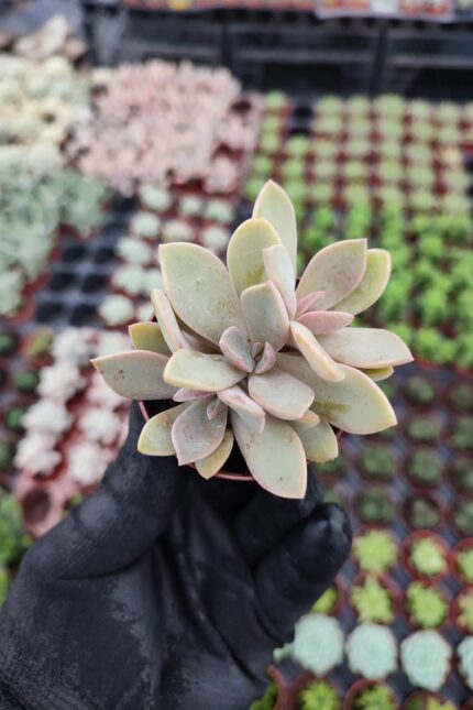 Echeveria fred ives