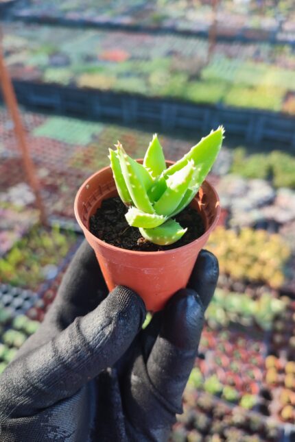 Aloe Brevifolia