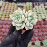 Echeveria Tutibans Sukulent