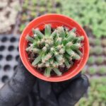 Trichodiadema densum