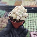 Graptopetalum mendozae