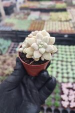 Graptopetalum mendozae