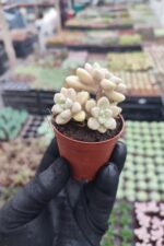 Graptopetalum mendozae - Görsel 2