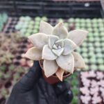 Graptosedum paraguayense
