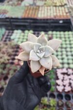 Graptosedum paraguayense