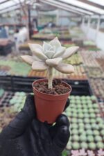 Graptosedum paraguayense - Görsel 2