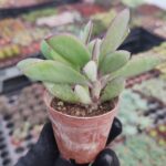 Senecio crassissimus