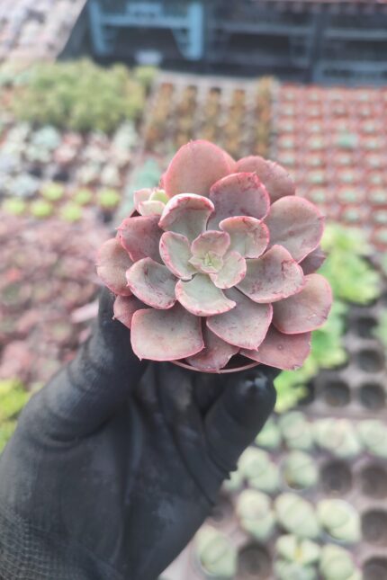 Echeveria painted frills