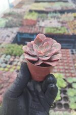 Echeveria painted frills - Görsel 2