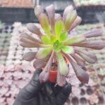 Aeonium arberoum black