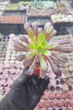 Aeonium arberoum black