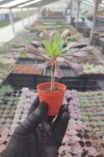 Aeonium arberoum black - Görsel 2