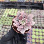 Graptoveria debbie