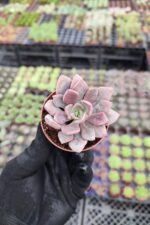 Graptoveria debbie