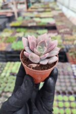 Graptoveria debbie - Görsel 2