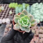 Echeveria greenprince