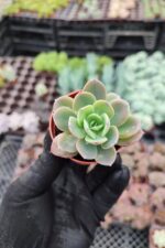 Echeveria greenprince