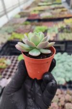 Echeveria greenprince - Görsel 2