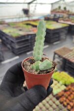 Euphorbia debilispina
