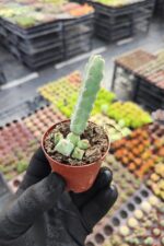 Euphorbia debilispina - Görsel 2