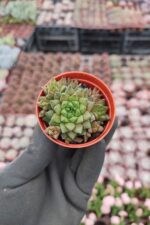 Haworthia marumiana var. batesiana