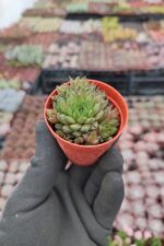 Haworthia marumiana var. batesiana - Görsel 2