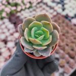 Echeveria greenprince