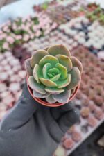 Echeveria greenprince
