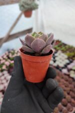 Echeveria greenprince - Görsel 2