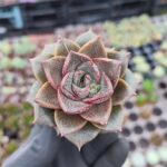 Echeveria Purpusorum