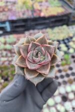 Echeveria Purpusorum