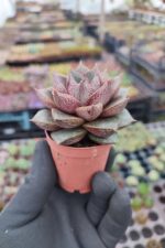 Echeveria Purpusorum - Görsel 2
