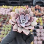 Graptoveria debbie