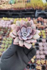 Graptoveria debbie