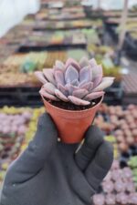 Graptoveria debbie - Görsel 2
